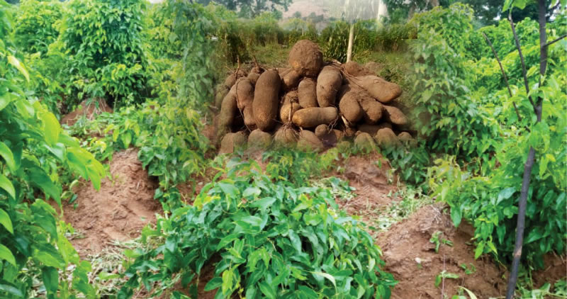 cocoyam Farming