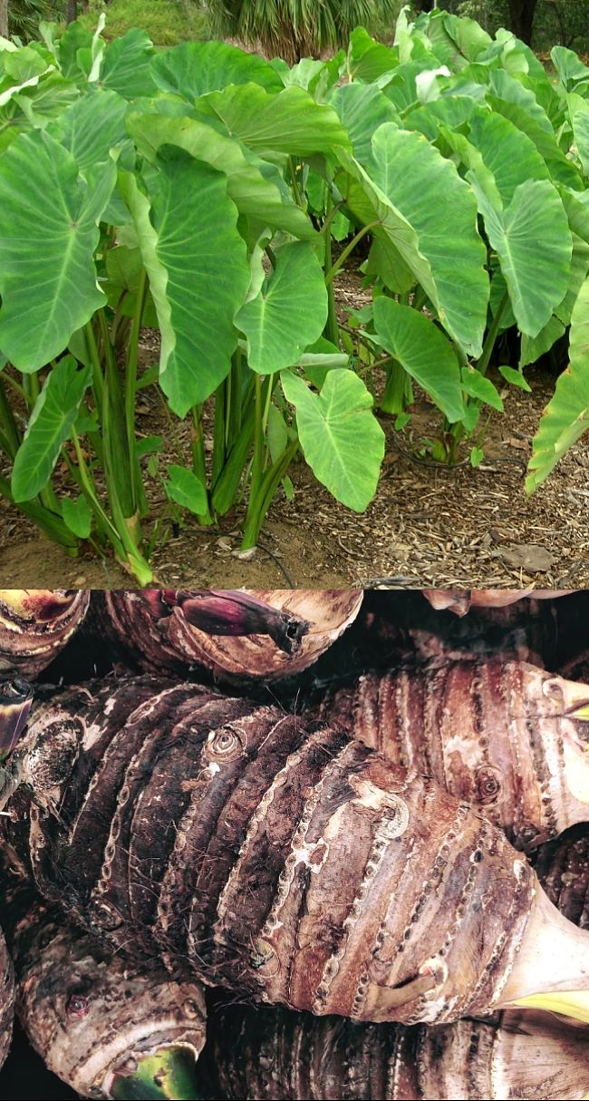 Cocoyam
