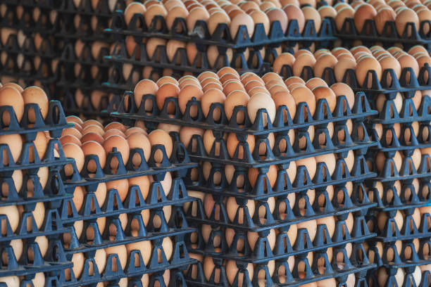 Fresh Eggs
