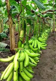 Maize Cultivation
